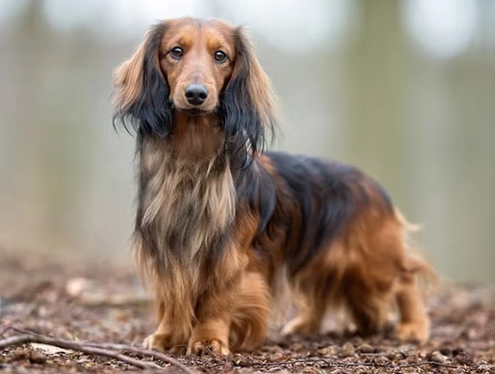 Dachshund