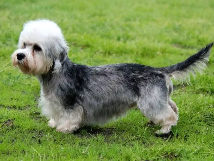 Dandie Dinmont Terrier breed guide