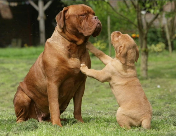 French Mastiff