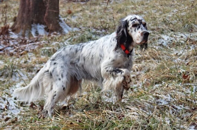 English Setter temperament