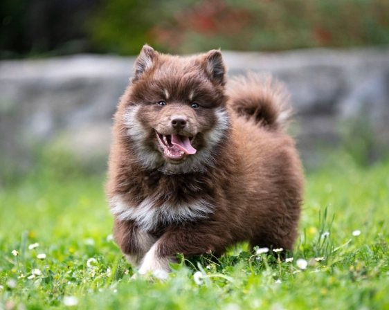 Finnish Lapphund temperament