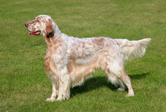 English Setter puppy