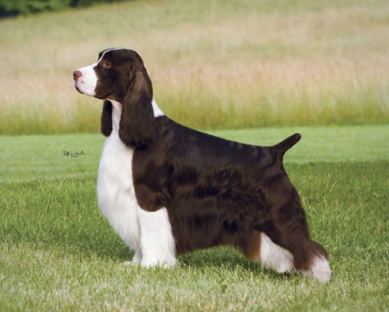 Springer Spaniel temperament
