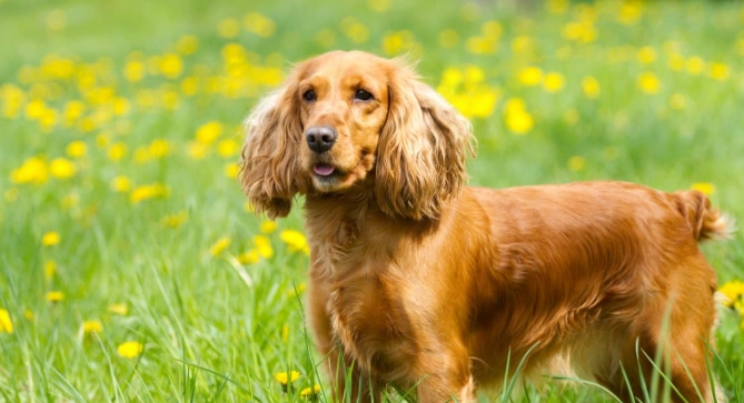 Field Spaniel temperament