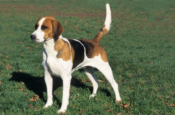 English Foxhound dog