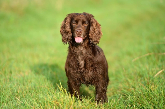 Field Spaniel puppy