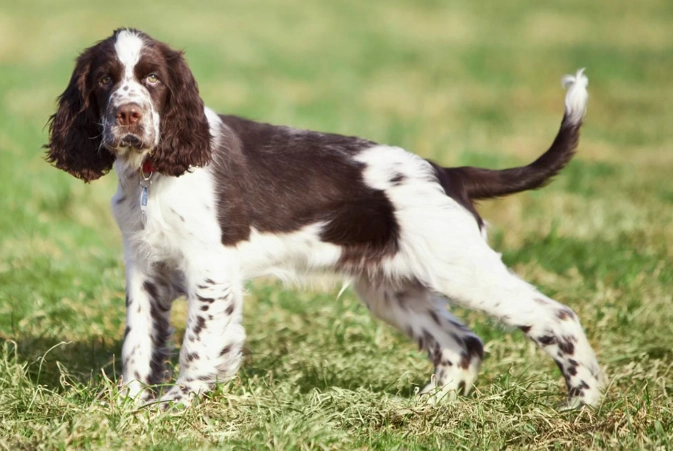 Springer Spaniel care