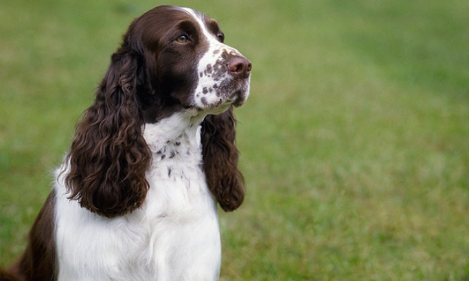 Springer Spaniel temperament
