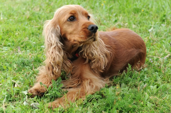 English Cocker Spaniel temperament