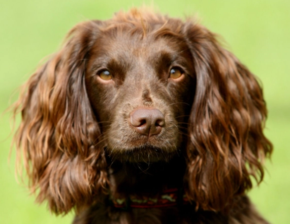 Field Spaniel temperament