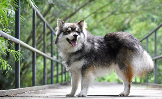 Finnish Lapphund temperament