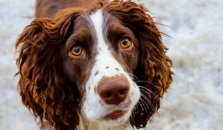 Springer Spaniel care