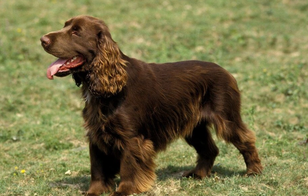Field Spaniel temperament