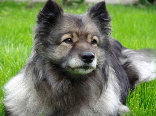 Finnish Lapphund vs Samoyed