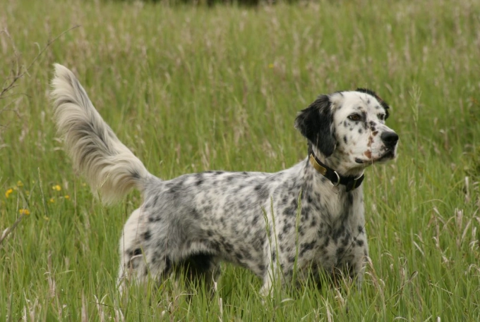 English Setter puppy