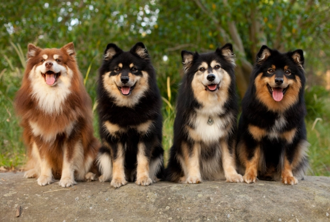 Finnish Lapphund