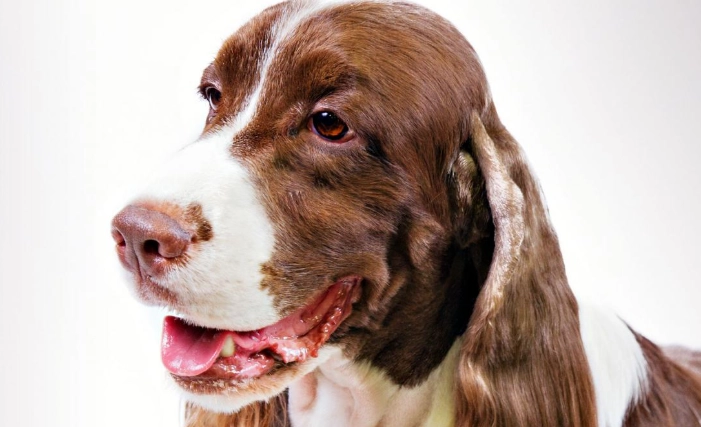 Springer Spaniel temperament