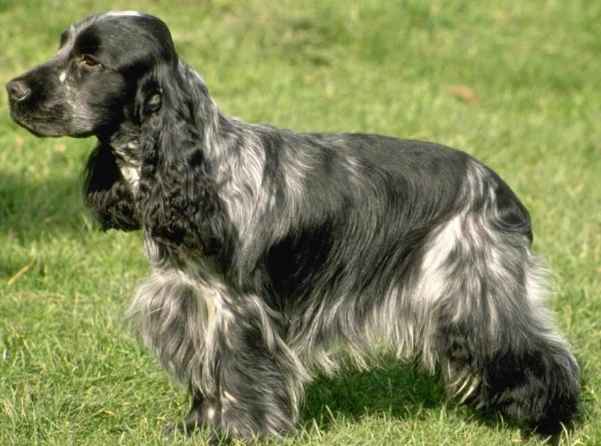 English Cocker Spaniel grooming