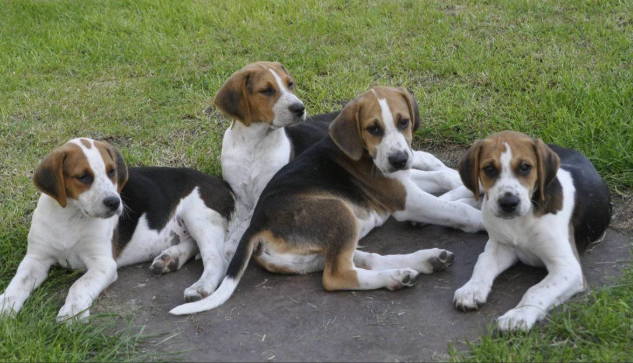 English Foxhound temperament