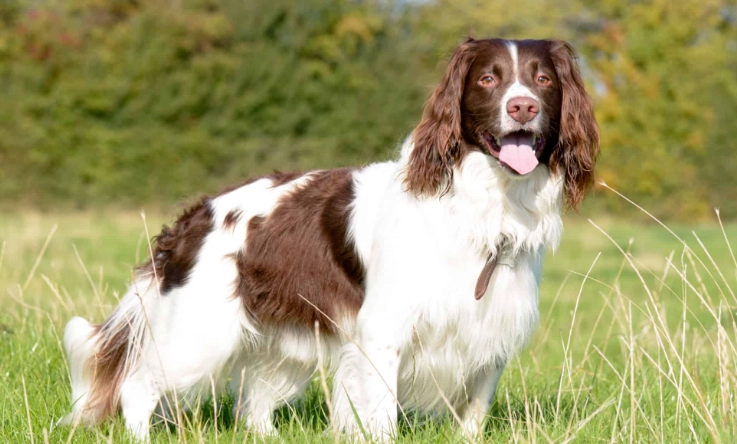 English Springer Spaniel