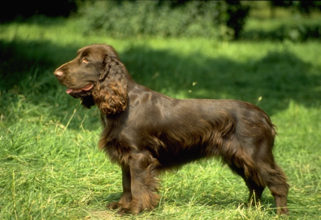 Field Spaniel puppy