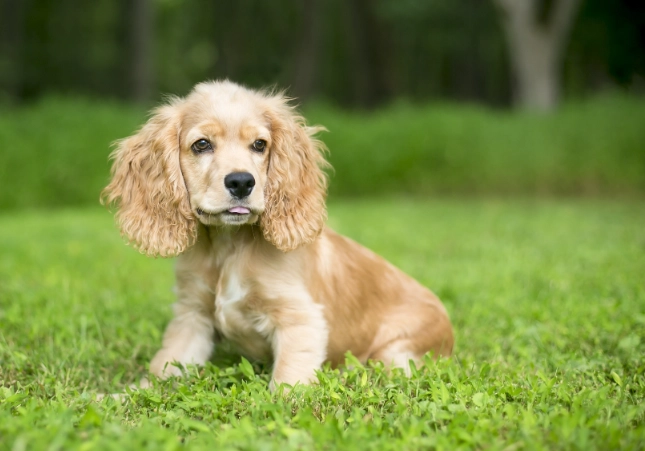 English Cocker Spaniel grooming