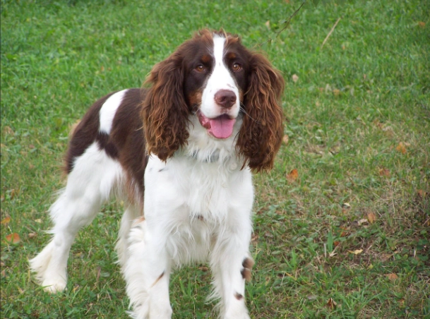 Springer Spaniel care
