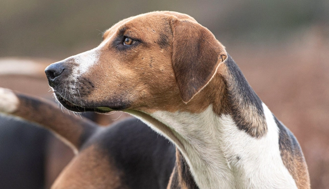 English Foxhound temperament