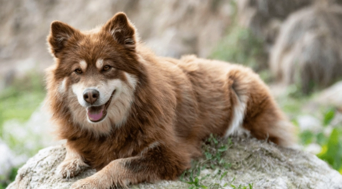 Finnish Lapphund grooming
