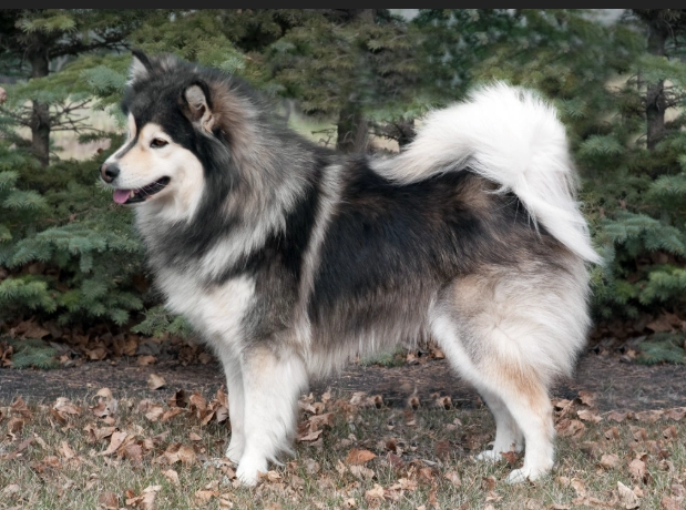 Finnish Lapphund grooming
