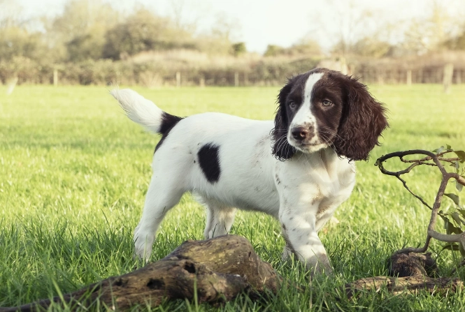 Springer Spaniel temperament