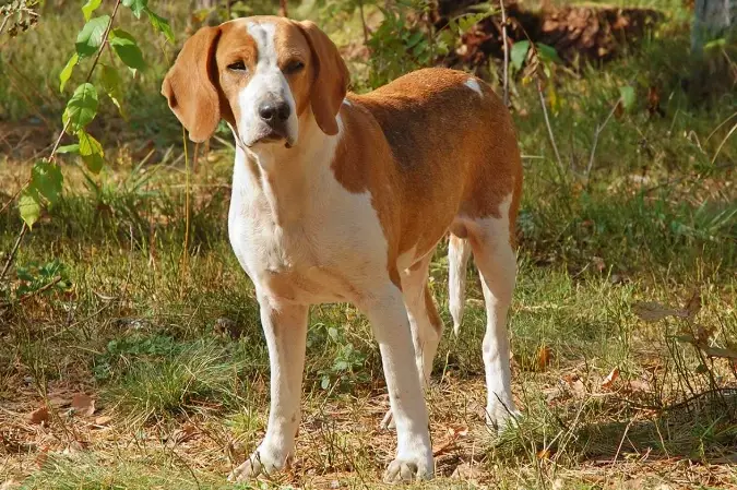 English Foxhound breed information