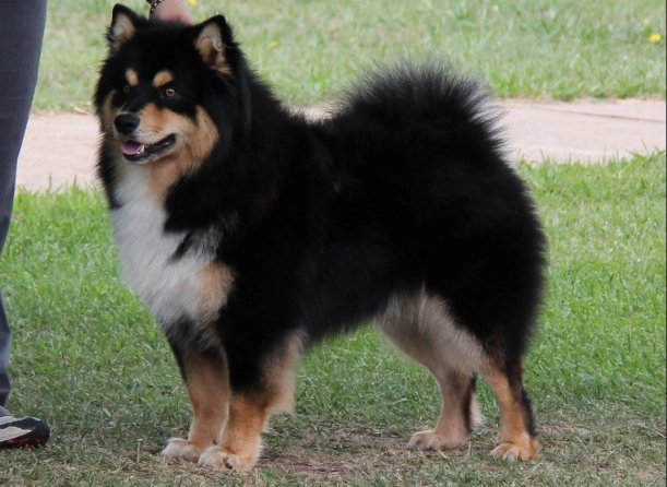 Finnish Lapphund vs Samoyed