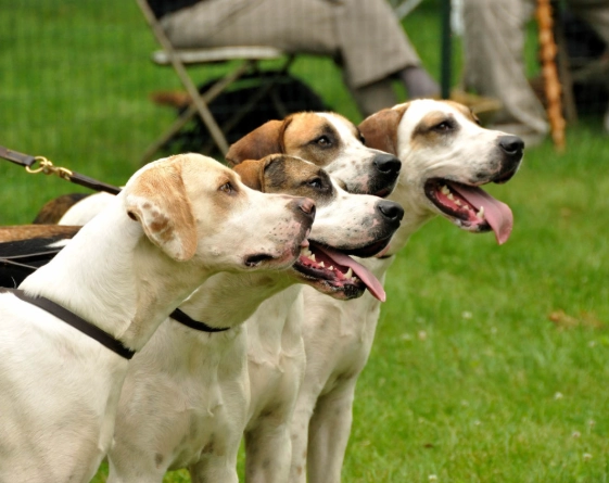 English Foxhound breed information