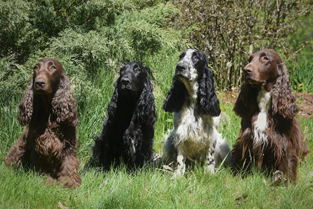 Field Spaniel puppy