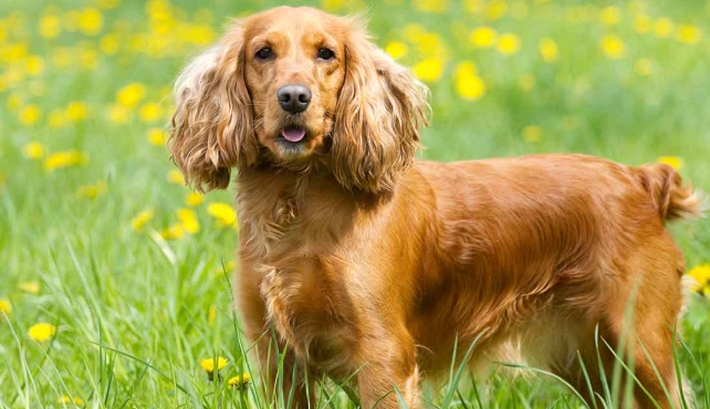 English Cocker Spaniel