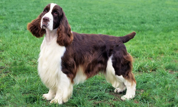 Springer Spaniel temperament