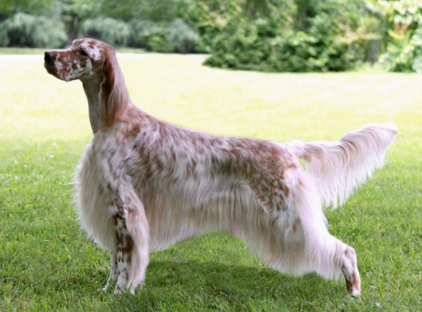 English Setter temperament