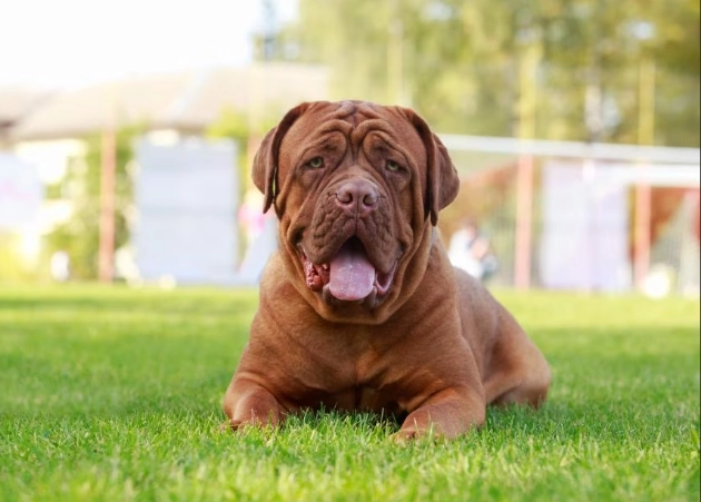 Dogue de Bordeaux care