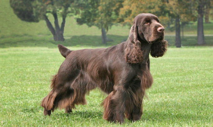 Field Spaniel puppy