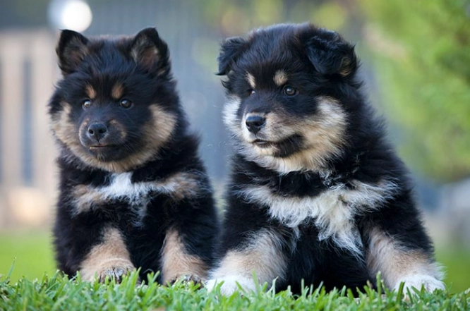 Finnish Lapphund vs Samoyed
