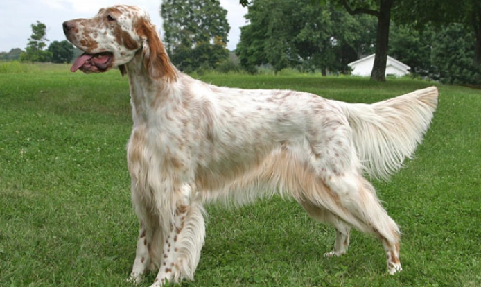 English Setter temperament