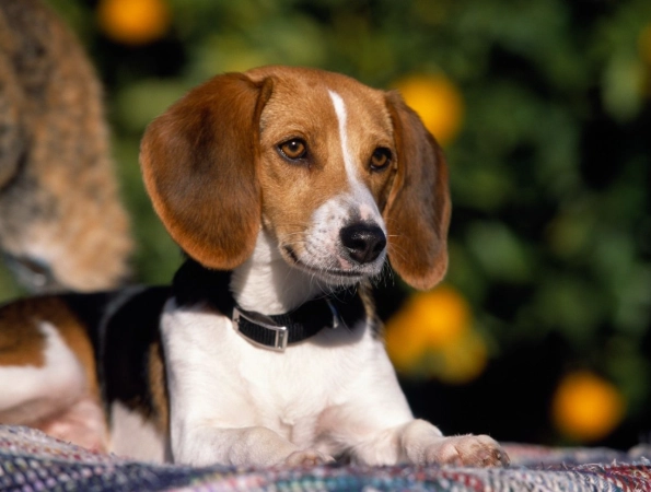 English Foxhound dog