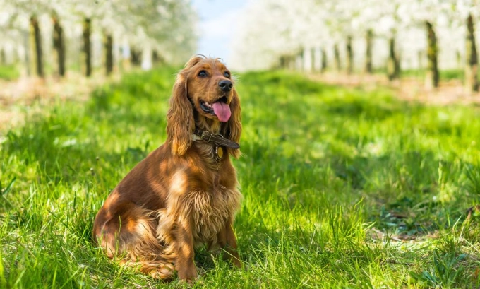 English Cocker Spaniel grooming