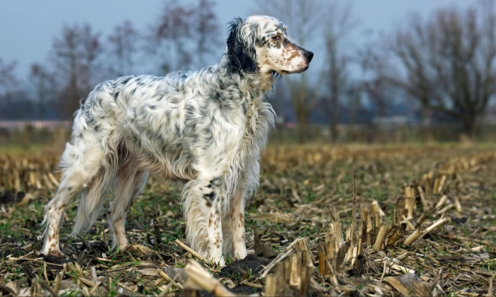English Setter temperament