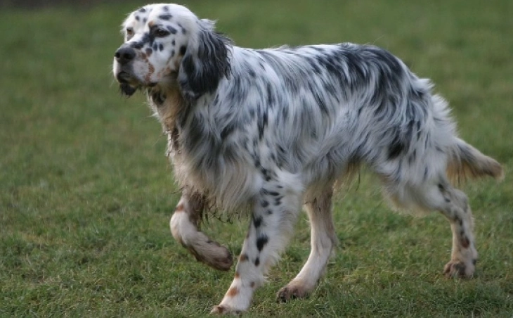 English Setter