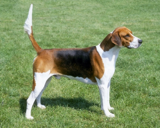English Foxhound dog