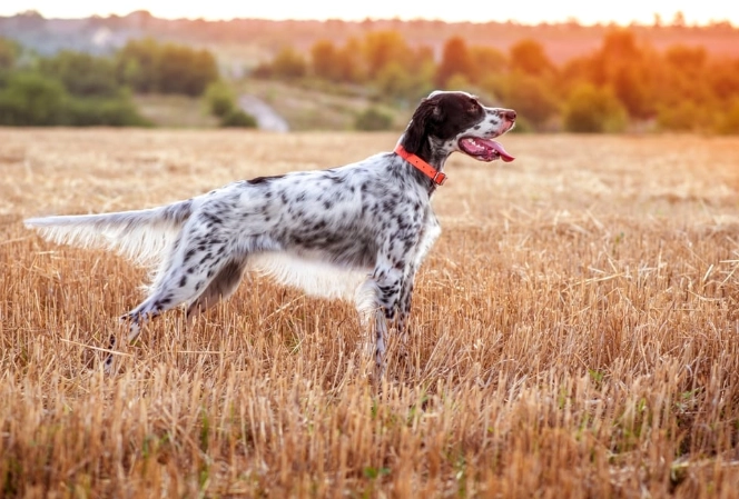 English Setter puppy