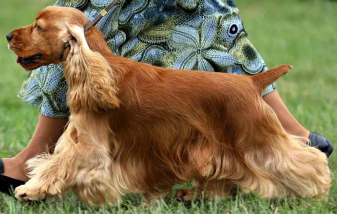 English Cocker Spaniel temperament