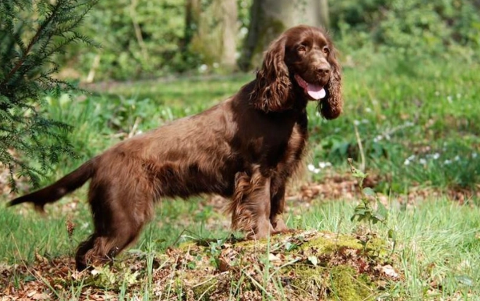 Field Spaniel temperament